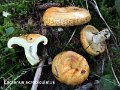 Lactarius scrobiculatus-amf1067